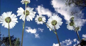 SON CEMRE TOPRAĞA DÜŞTÜ