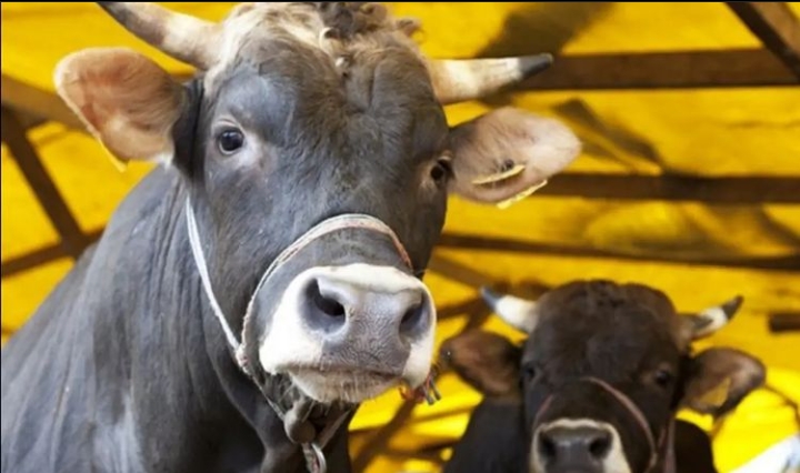 ÜRETİCİYE ET VE SÜT KURUMUNDAN DESTEK