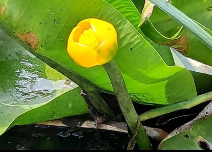 BU ÇİÇEĞİ KOPARAN YANDI