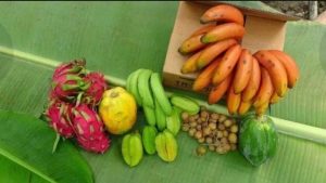 İLK DEFA MANAVGAT’DA YETİŞEN KIRMIZI MUZ HASATI GERÇEKLEŞTİ