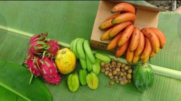 İLK DEFA MANAVGAT’DA YETİŞEN KIRMIZI MUZ HASATI GERÇEKLEŞTİ