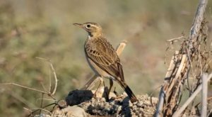 “MAHMUZLU İNCİR KUŞU” ANTALYA’DA