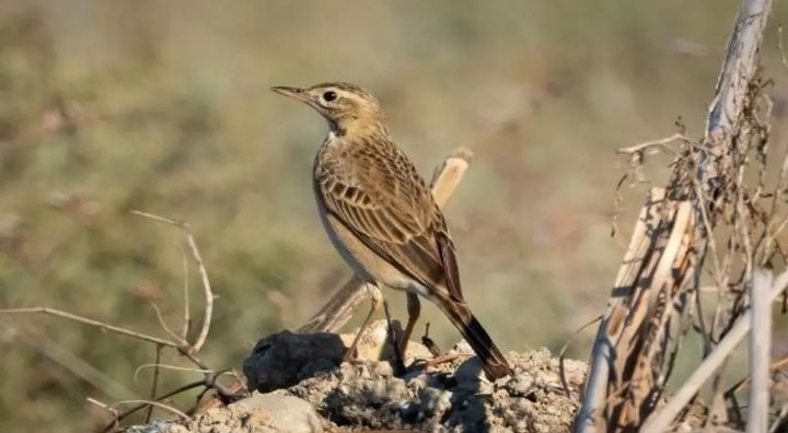 “MAHMUZLU İNCİR KUŞU” ANTALYA’DA