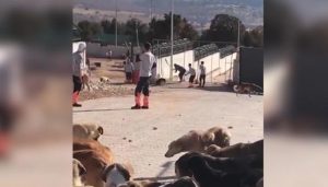 KÖPEKLERE EZİYET EDEN VİCDANSIZLAR TUTUKLANDI