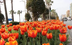 ALANYA LALE, SÜMBÜL VE NERGİSLERLE RENKLENDİ