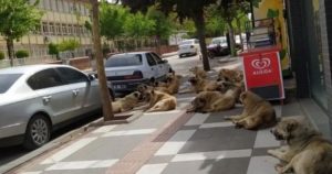 KÖPEKLERİN SALDIRISINDA 2 KİŞİ YARALANDI