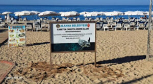 ALANYA BELEDİYESİ’NDEN CARETTA CARETTALARA ÖZEL ÇALIŞMA