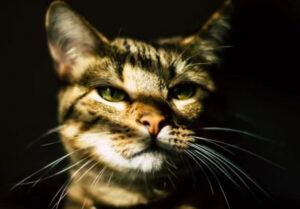 KEDİLER UV IŞIK ALTINDA PARLIYOR