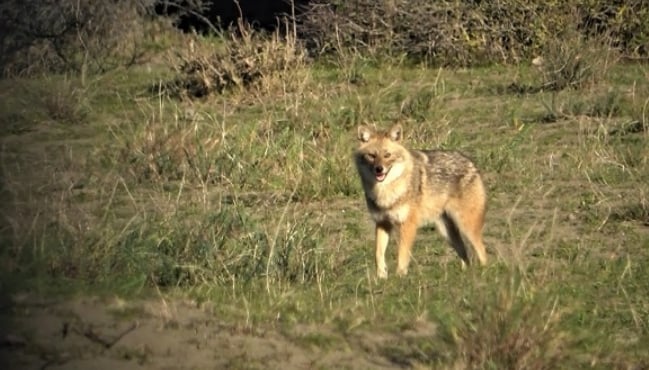TÜRKİYE NADİR GÖRÜLEN CANLILARA EV SAHİPLİĞİ YAPIYOR