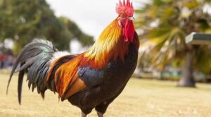 ÇOK ÖTEN HOROZLAR İÇİN YASA ÇIKTI