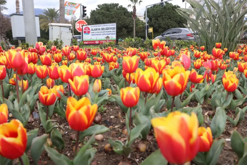 BAHARIN MÜJDECİSİ LALE’LER ÇİÇEK AÇTI