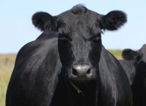 BAYRAM ÖNCESİ TÜRKİYE’YE GİRİŞ YAPTILAR