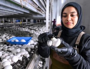 KADINLARIN ÇALIŞTIĞI TESİSTE ÜRETİLEN MANTARLAR 48 İLE GÖNDERİLİYOR 