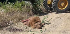 FİRAR EDEN ASLAN ZEUS ETKİSİZ HALE GETİRİLEREK YAKALANDI